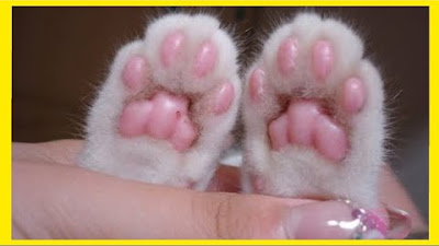 Jelly Bean Cat Toes