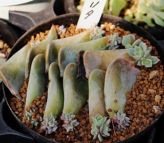 エケベリアの葉挿し 夏に実施したものとは ガマンマの ニク サボ栽培 楽天ブログ