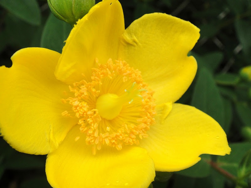 花弁 ５枚 野の花図鑑