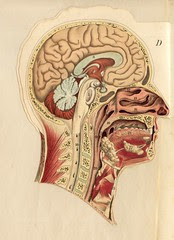 anatotete 4