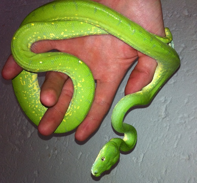 green tree python for sale south africa