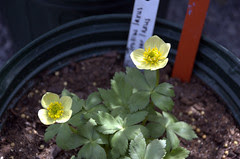 Trollius laxus, Gowanus Nursery