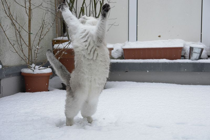 File:Cat dancing in the snow-Tscherno.jpg