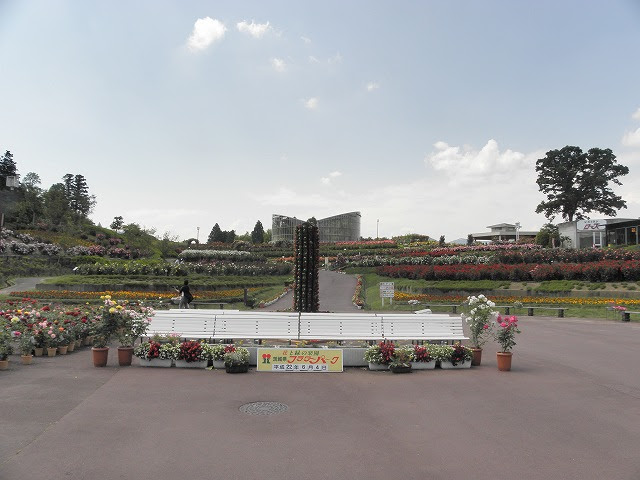 茨城県フラワーパーク バラ園 バラ園写真 石岡市バラ園 バラ園開花情報 開花 見ごろ 満開の時期はいつ