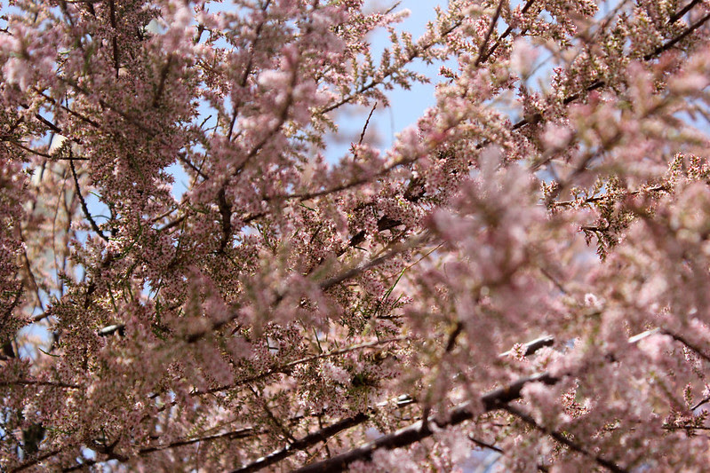 IMG_4004