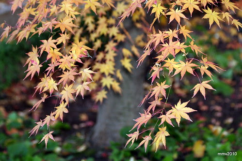 un poco más de otoño  25-11-2010 18-33-47