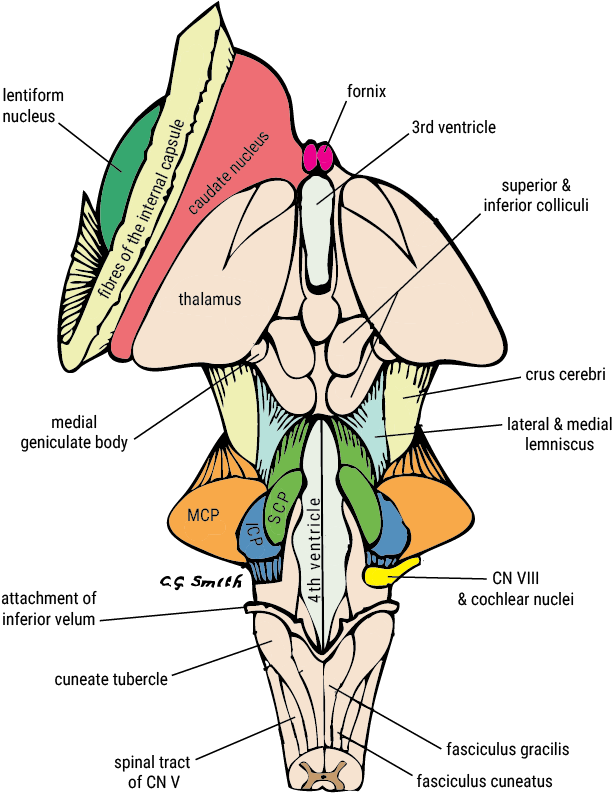 Brainstem