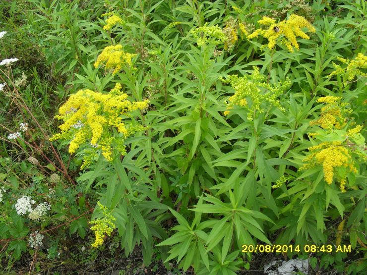 BIOsCAMBIO FORUM • Leggi argomento - erba con fiori gialli ...