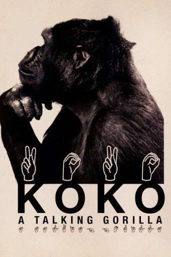 Kép