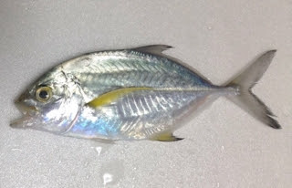 カスミアジ エバの比較 サビキのカネマン