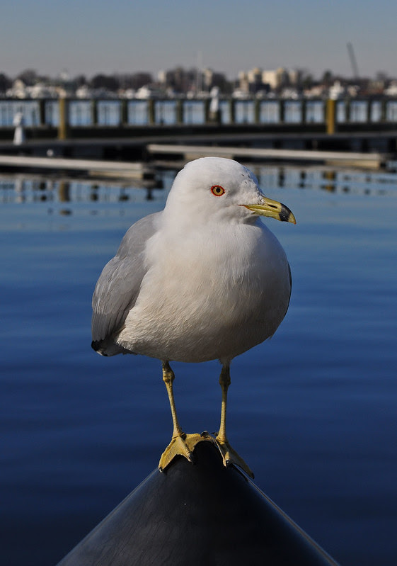 Gull