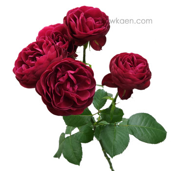 バラ ガーネットジェム Flower Note