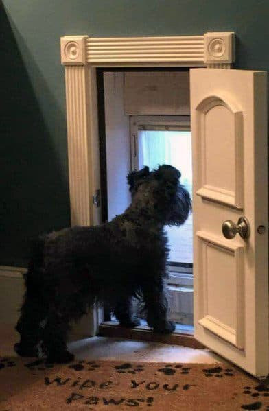 Top 50 Best Doggy Door Ideas - Canine Convenience Designs