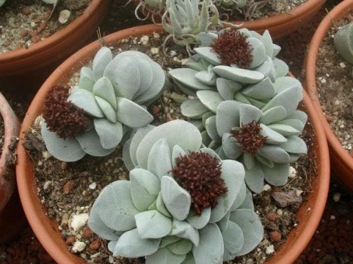 Plantas suculentas: un sinfín de formas y texturas