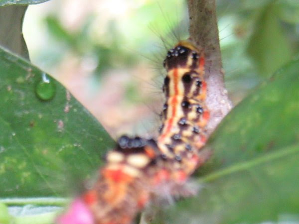 畑の中で見つけたよ おつかいアリさん 黒い毛虫 黄色い毛虫 ゲジゲジ ムカデ 赤とんぼ