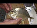 最高のコレクション カイワリ メッキ 魚 219236-カイワリ メッキ 魚