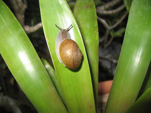 snail_1