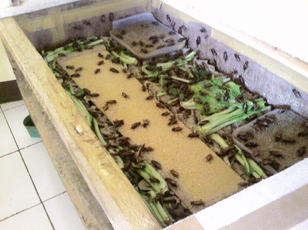 15 Cara Mudah TERNAK JANGKRIK untuk Pemula Tidak Ribet dan 