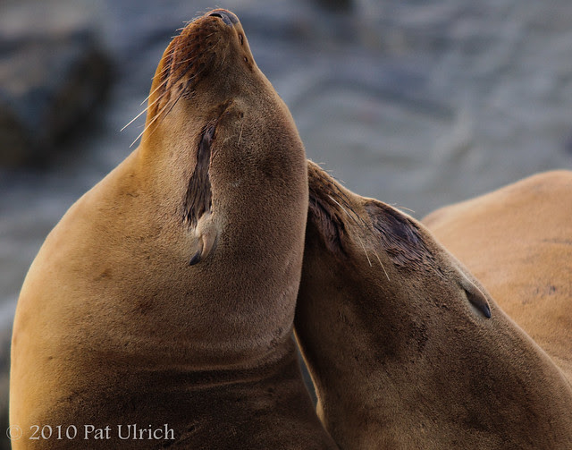 Sea lion moments