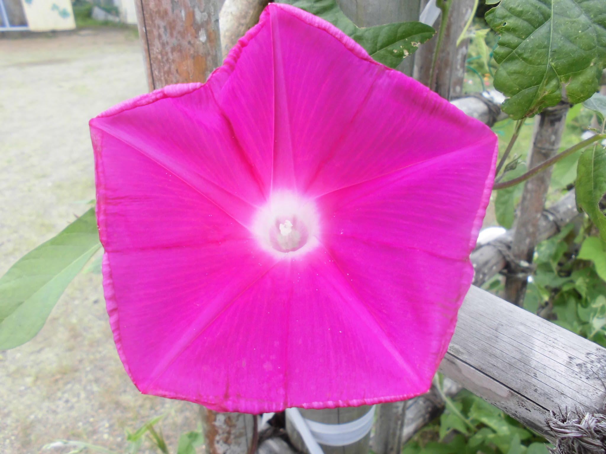 アサガオの花びらは何枚 潮来市立延方幼稚園