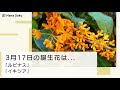 ++ 50 ++ 3月17日 誕生花 282635-3月17日 誕生花 サンシュユ
