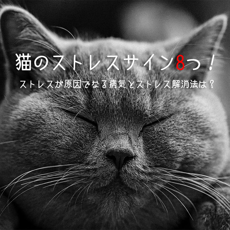 猫のストレスサイン9つ ストレスが原因でなる病気とストレス解消法は