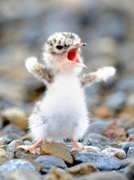 我はこの世を暗黒世界に陥れるため魔界から こっこら 可愛いとか言うなっ この世を もふもふしたいとか言うなっ 15年12月日の動物のボケ ボケて Bokete