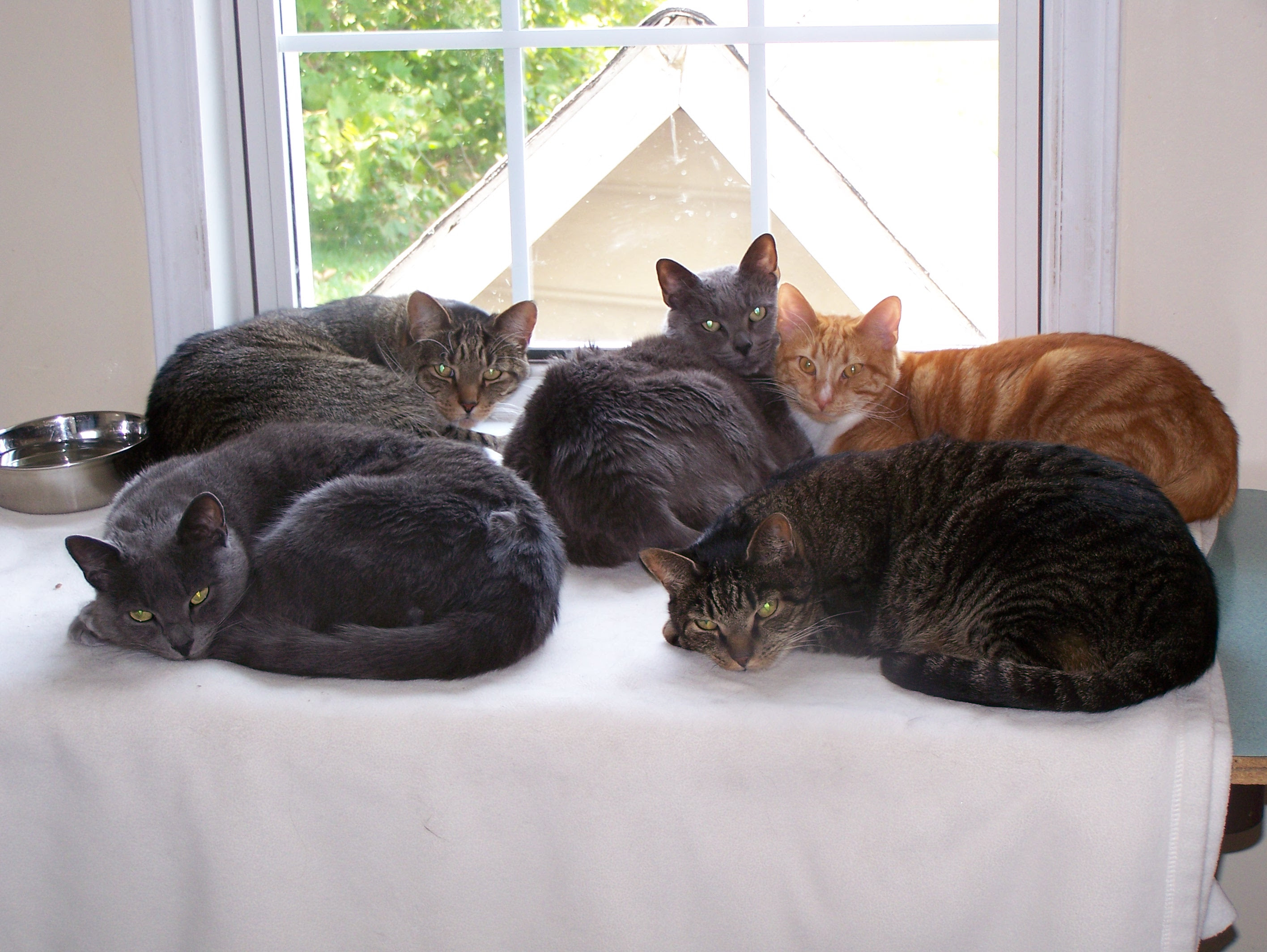 House Cats