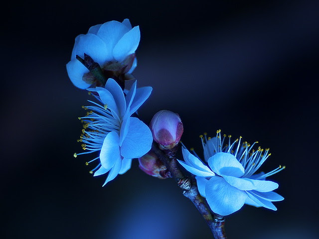 P2257778