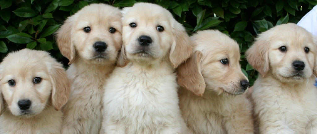 About Northwest Goldens Breeder Of Golden Retrievers