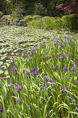 Heian shrine Irises