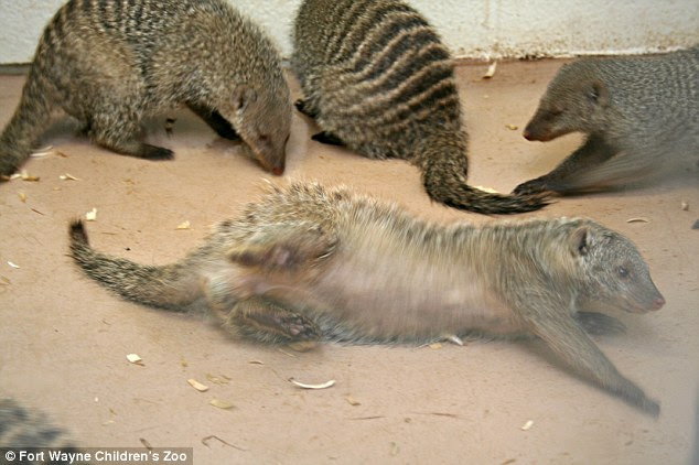 Zookeepers at Fort Wayne Children's Zoo in Indiana have used Vicks VapoRub to reintegrate a mongoose into a troop after he was kicked out for losing his scent. The method relied on the mongooses taking part in 'scent marking' (pictured), where they roll in a new scent to all smell the same