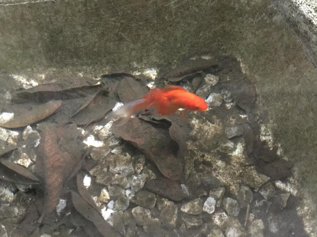 上 金魚 ブクブクなし 2673 金魚 ブクブクなし 飼い方 Hungblogwalljp