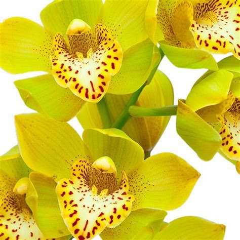 Cymbidium orchid   care, watering and repotting