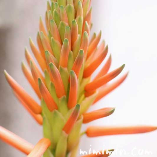 アロエの花言葉 誕生花 みみみんブログ