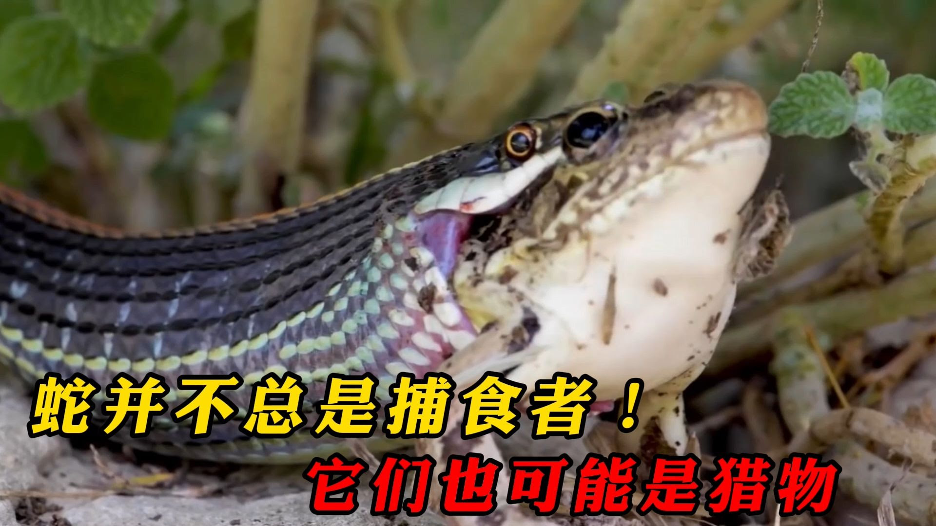 蛇并不总是捕食者 它们也可能会是其他动物的食物 哔哩哔哩
