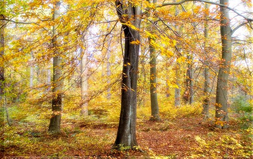 aut trees