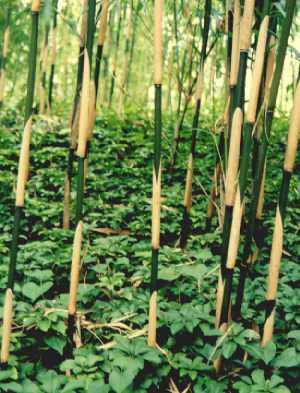 主な竹の種類 林野庁