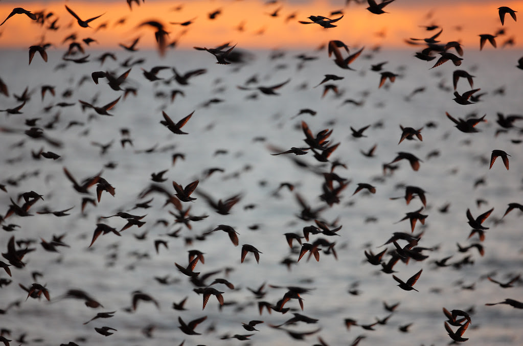 Starlings, Brighton