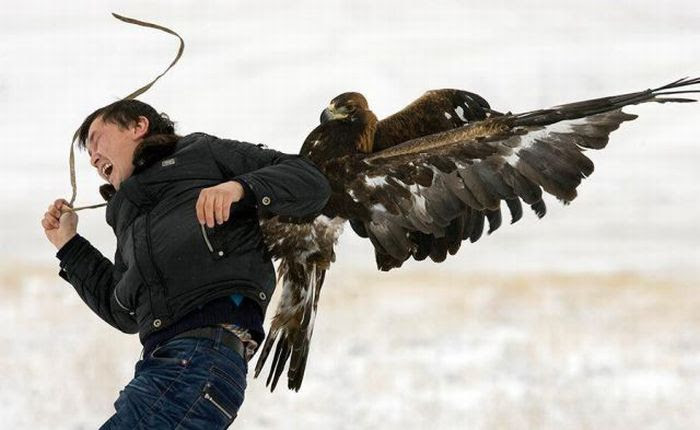 When Birds Attack (47 pics)