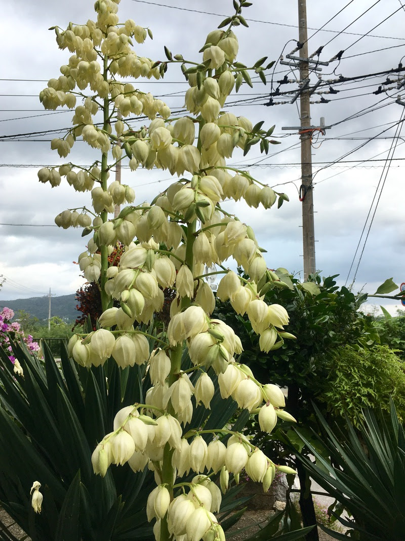 石垣島花燦々 白い花 石垣島ハンドメイドアクセサリー マーメイド