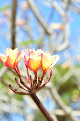 ハワイ産 プルメリア 通信販売受付 ハワイアン雑貨 プルメリアやハワイ植物の通販専門店 Lani Hawaii ラニハワイ