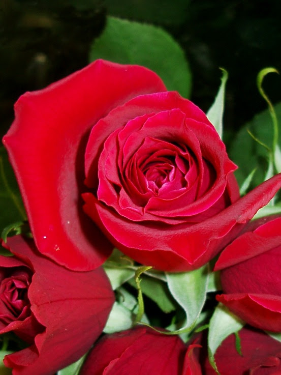 Roses