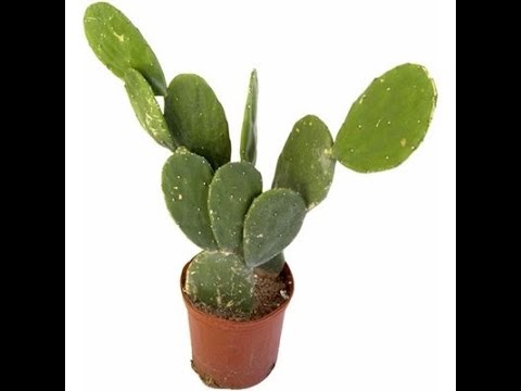 How to Care Opuntia stricta Cactus by Nukta Gardening
