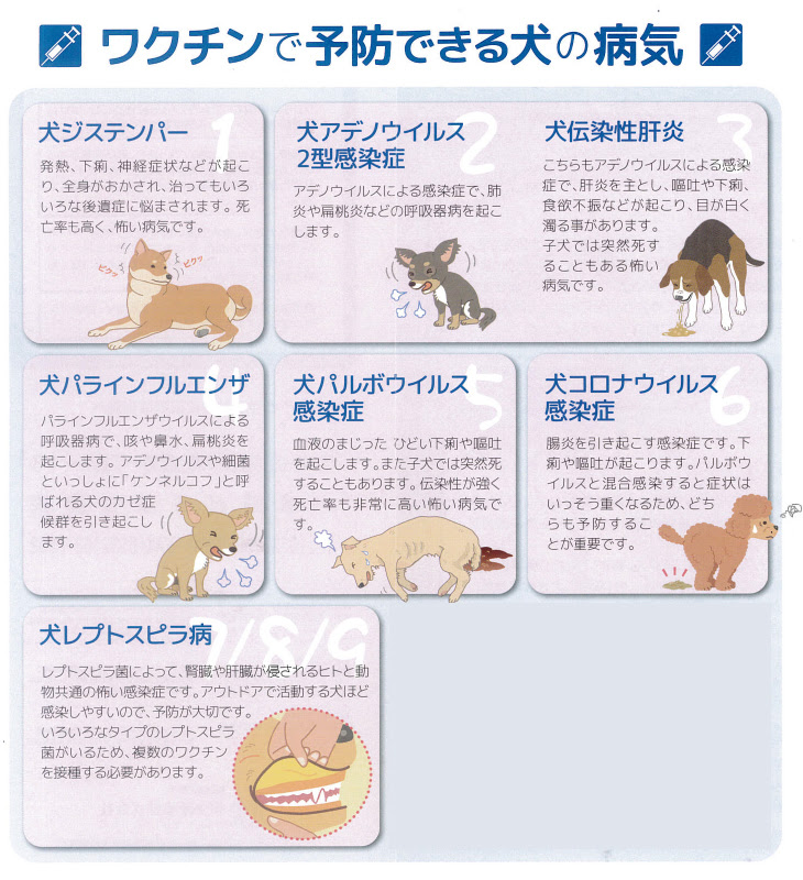 犬混合ワクチン 動物病院 豊橋市 小鷹野どうぶつ病院