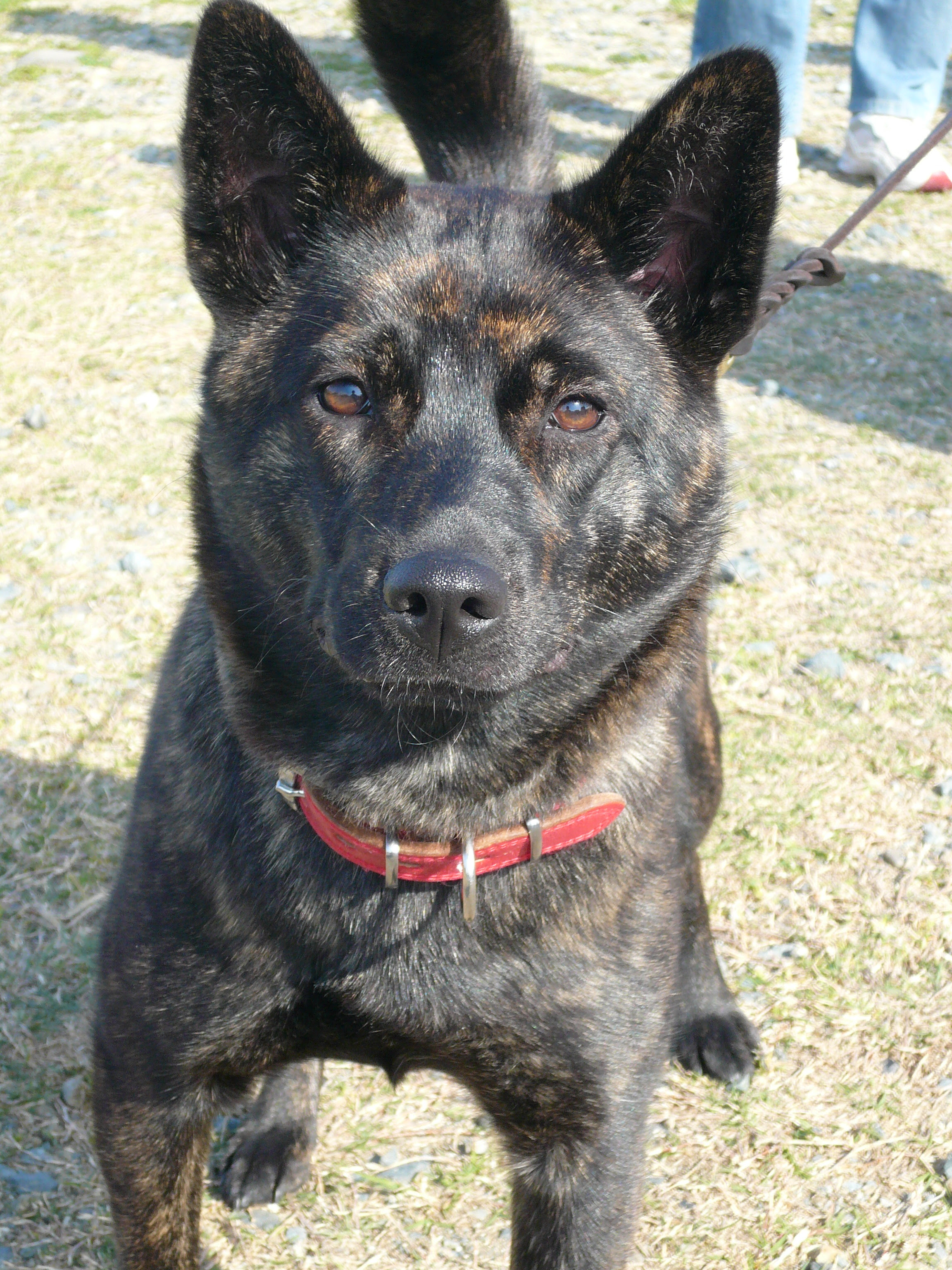 伝記 クラッチ 慎重に 犬 黒 種類 Vestido De Festa Net