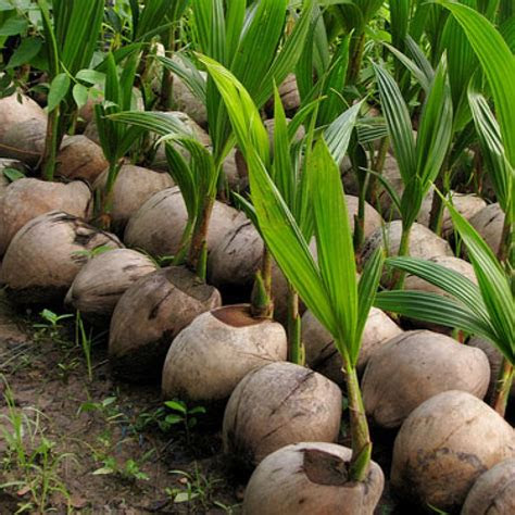 If you're looking for a unique name that's sure to stand out from the rest, here are some. Young Coconut Tree - Baby Coconut Tree - Plants and Palms