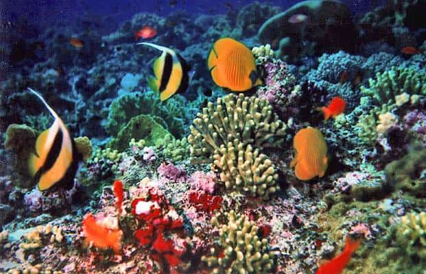 La Grande Barriera Corallina Studia Rapido La Grande Barriera Corallina Studia Rapido