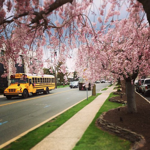 Cherry Blossom. Day_029