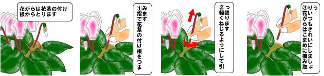 シクラメンの育て方 ヤサシイエンゲイ